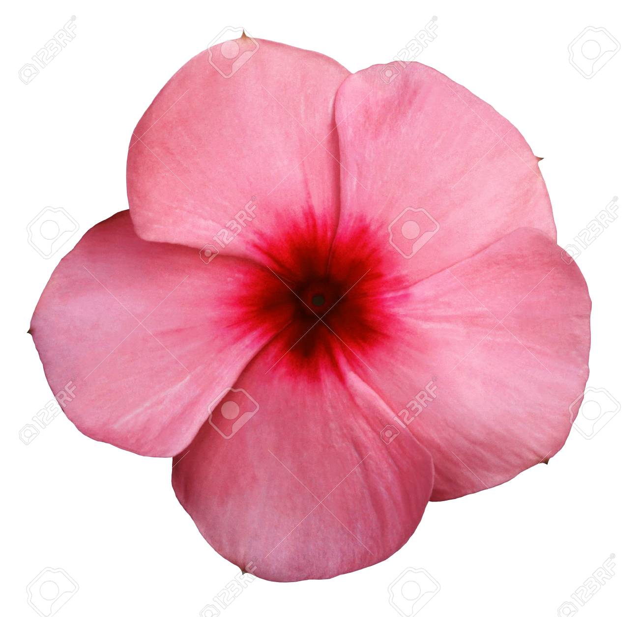 Flower Pink-red Violets. White Isolated Background Closeup. No Shadows. Nature. Stock Photo, Picture And Royalty Free Image. Image 81705233.