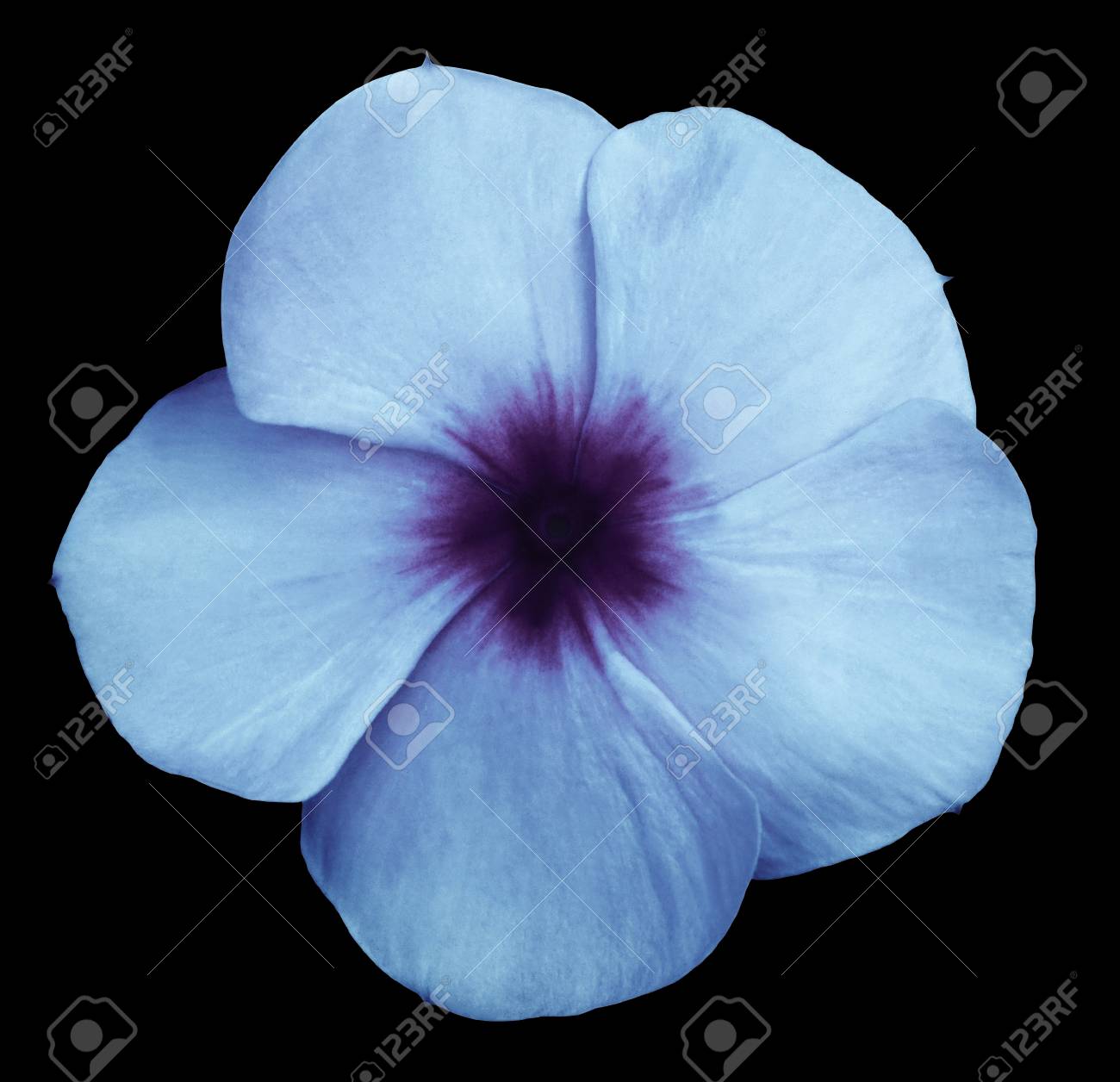 flower blue violet violets black isolated background with clipping