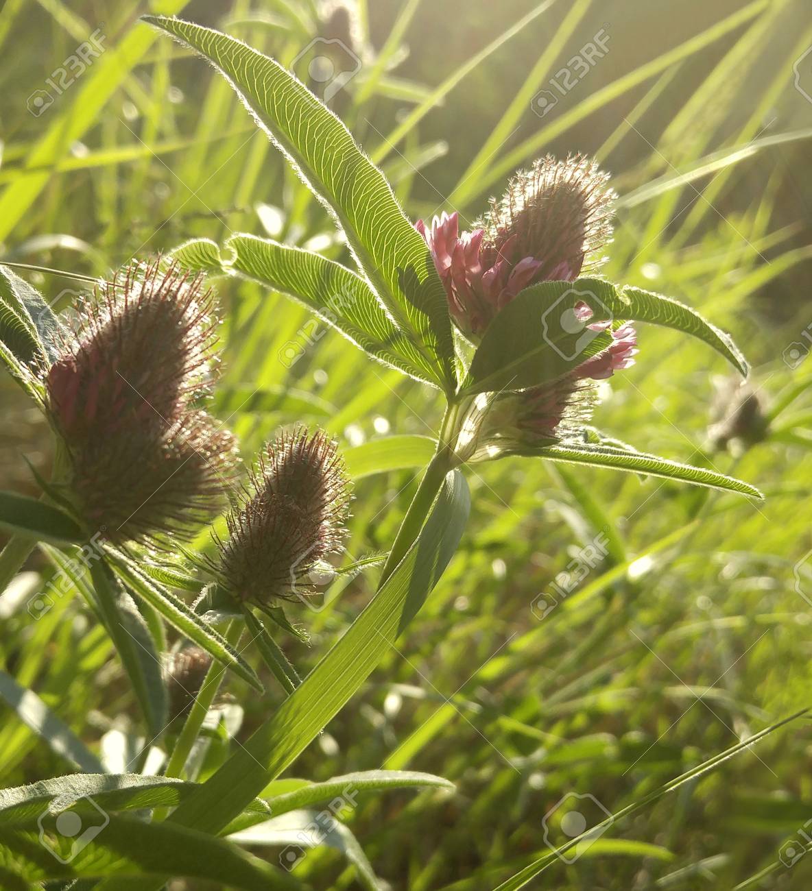 花クローバー 花の美しい背景 紫の花が咲き夏の日の夕暮れの日差しの中でクリア 自然 の写真素材 画像素材 Image