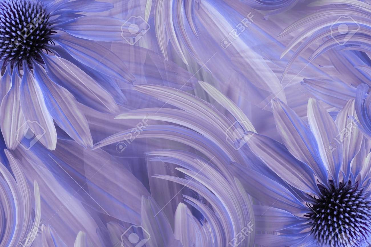 花青紫ピンクの美しい背景 デイジーの花のグリーティング カード 花の組成物 自然 の写真素材 画像素材 Image 1345