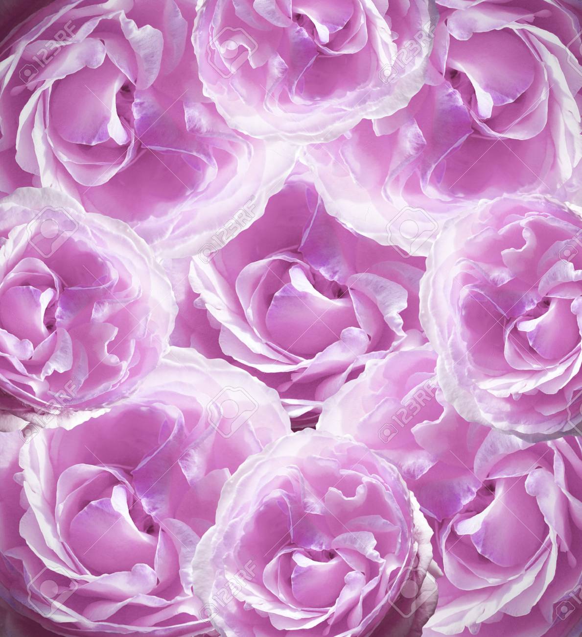 花ピンク ホワイトの美しい背景 ピンクのバラの花の組成物 自然 の写真素材 画像素材 Image 花ピンク ホワイトの美しい背景 ピンクのバラの花の組成物 自然 の写真素材 画像素材 Image