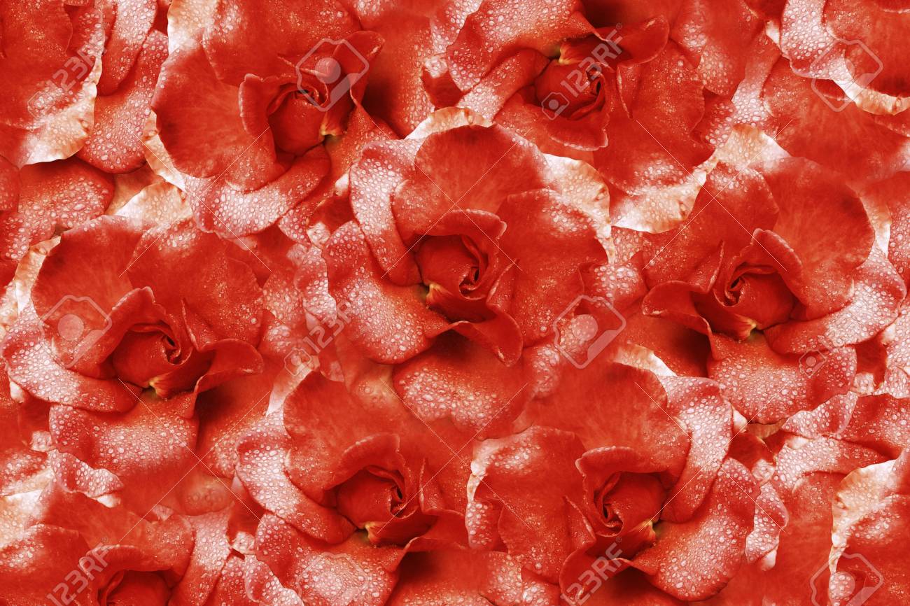 バラの花の明るい白赤背景 花の組成物 水滴花びらの花 クローズ アップ 自然 の写真素材 画像素材 Image