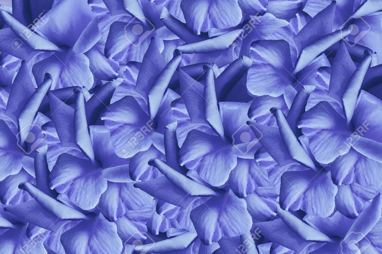 バラから花の青色の美しい背景 花の組成物 光の青いバラの花びらの背景 自然 の写真素材 画像素材 Image バラから花の青色の美しい背景 花の組成物 光の青いバラの花びらの背景 自然 の写真素材 画像素材 Image