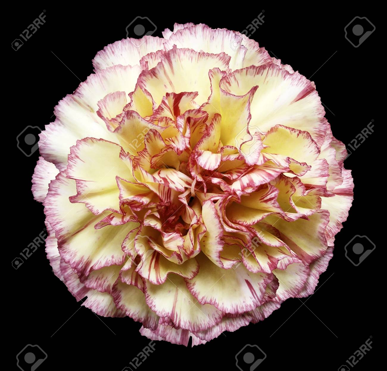 Fleur Oeillet Blanc Jaune Rouge Sur Le Fond Noir Isolé Avec Un Tracé De Détourage Fermer Pas Dombres Pour Le Design La Nature