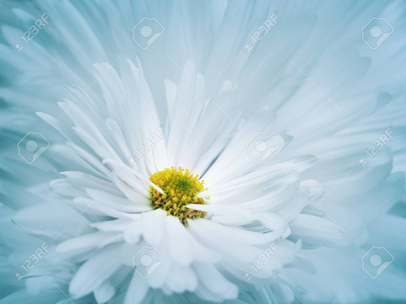 花のターコイズホワイト美しい背景 水色の花びらを背景にした白菊の花 クローズ アップ 自然 の写真素材 画像素材 Image 花のターコイズホワイト美しい背景 水色の花びらを背景にした白菊の花 クローズ アップ 自然 の写真素材 画像素材 Image