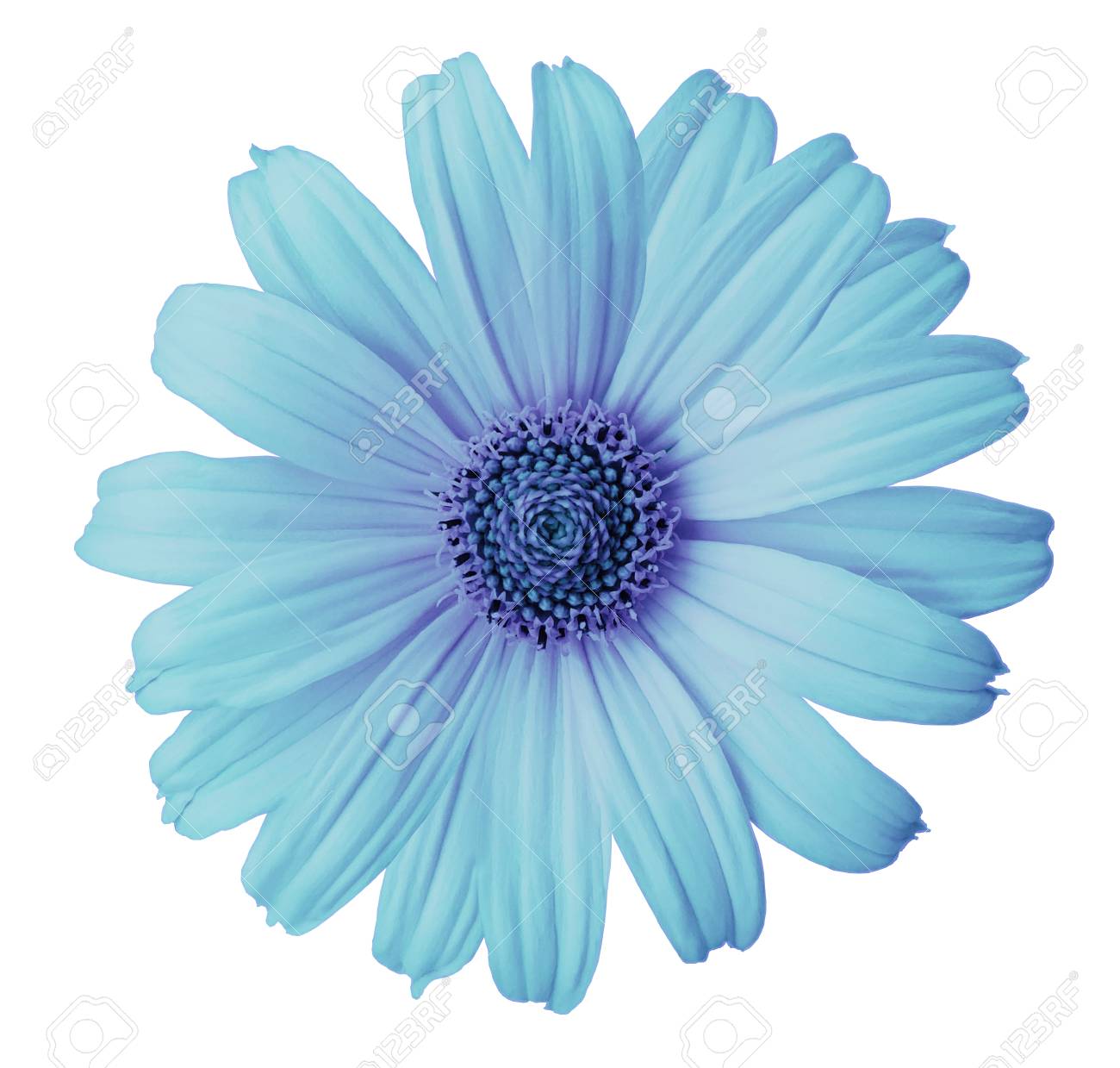 Turquoise Violet Daisy Flower On A White Isolated Background With Clipping Path Flower For Design Texture Postcard Wrapper Closeup Nature Stock Photo Picture And Royalty Free Image Image