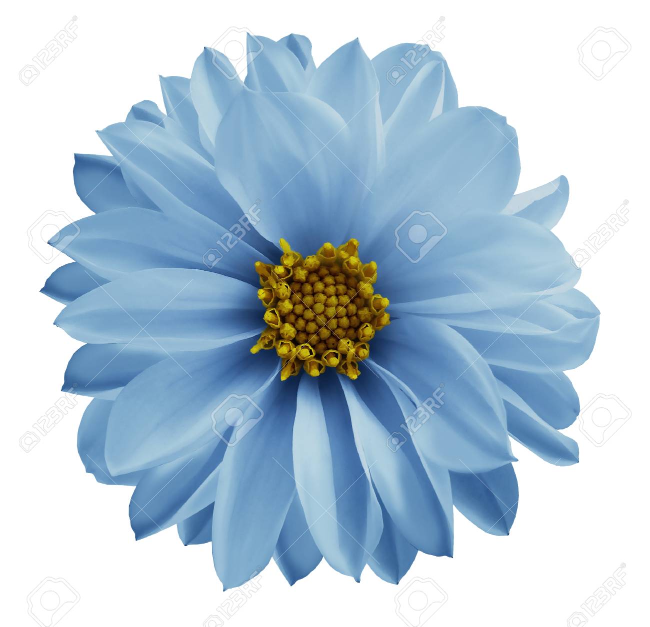 Dahlia Light Blue Flower On A White Isolated Background With Clipping Path Closeup No Shadows Garden Flower Nature Stock Photo Picture And Royalty Free Image Image 96472536