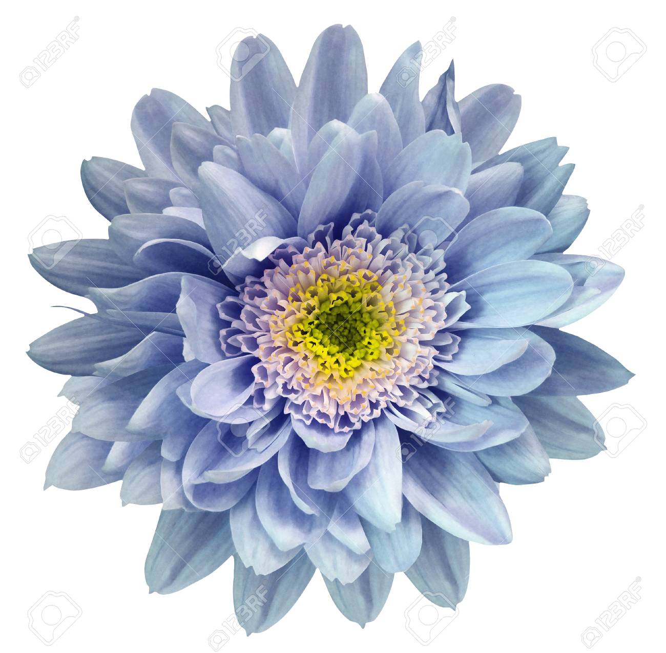 blue violet yellow chrysanthemum flower isolated on white background blue no yellow