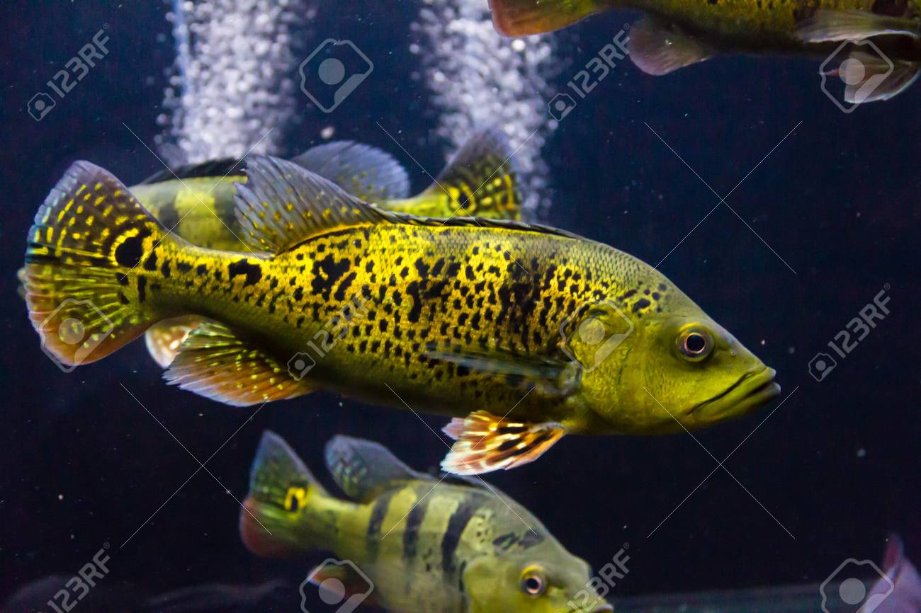 24k kelberi peacock bass