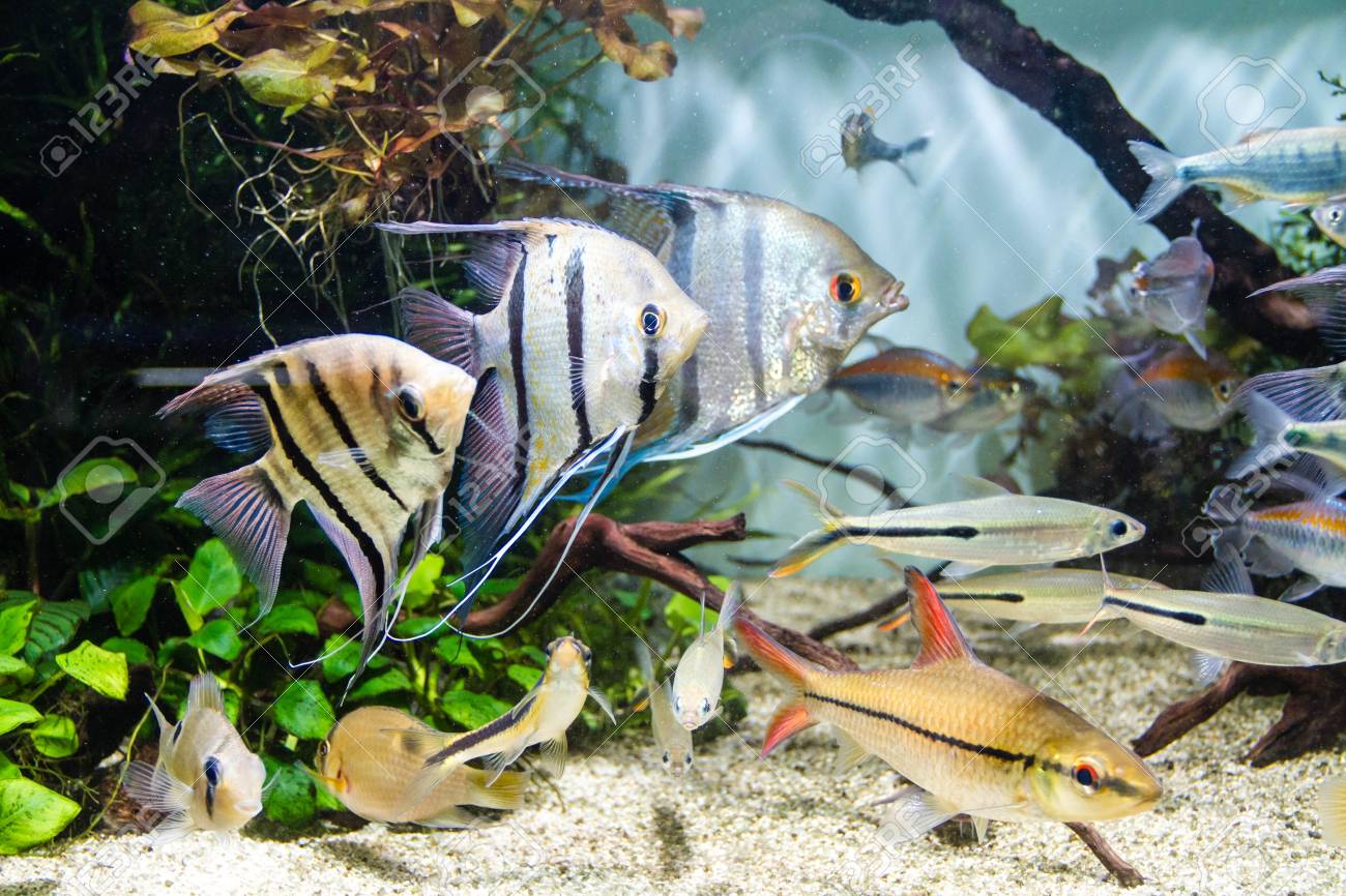 angelfish at petsmart