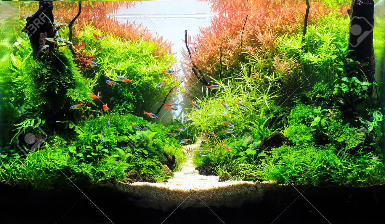 planter aquarium