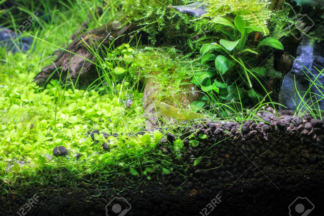 planted shrimp tank