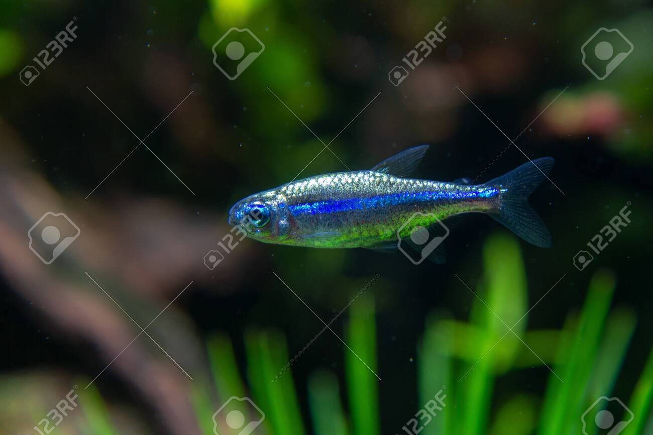 Platinum Green Neon Fish (Paracheirodon Simulans) A Rare Variant Of  Beautiful Small Fish Stock Photo, Picture and Royalty Free Image. Image  137468234., image size:1300x866
