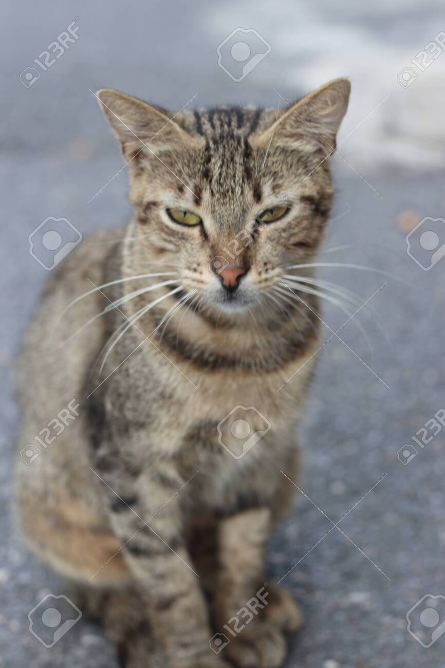 etiam-dictum-ipsum-a-felis