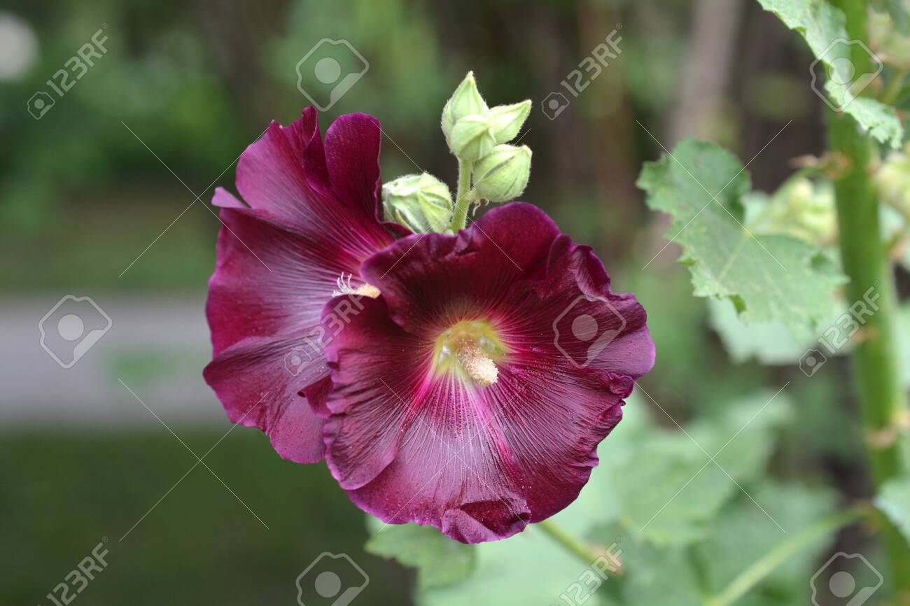 Common Hollyhock Flower - Latin Name - Alcea Rosea Stock Photo, Picture and  Royalty Free Image. Image 103867125.