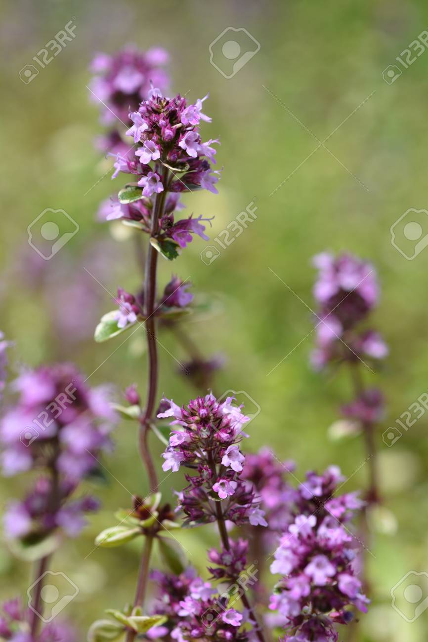 Lemon Thyme Flowers - Latin Name 