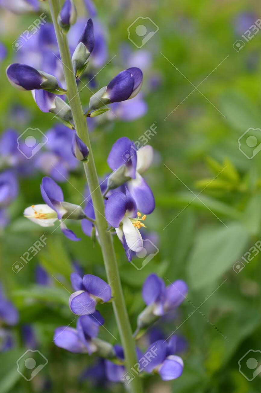 10 Seeds Indigo Herb Seeds