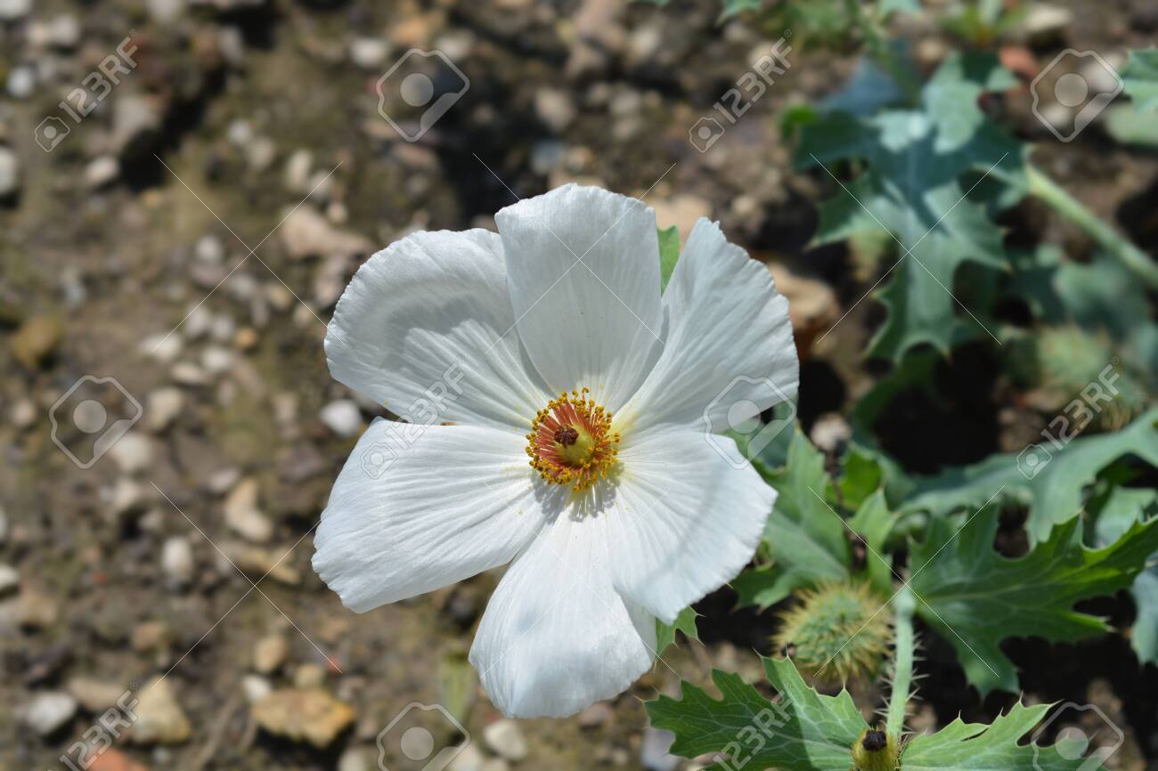 Prickly Poppy White Flower Latin Name Argemone Platyceras Stock Photo Picture And Royalty Free Image Image 129732669 prickly poppy white flower latin name argemone platyceras stock photo picture and royalty free image image 129732669