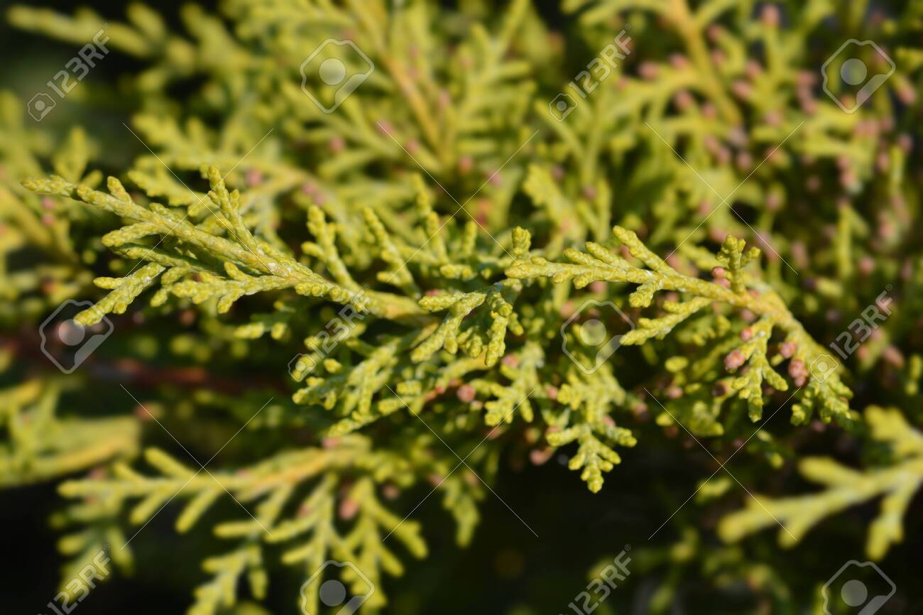 Chinese Juniper Old Gold Latin Name Juniperus X Media Old Gold Stock Photo Picture And Royalty Free Image Image 137070620
