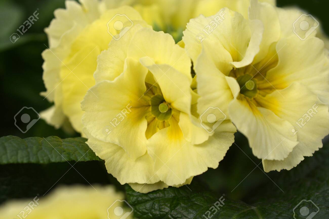 Oxlip Primrose Inara Yellow Colours Latin Name Primula Elatior Stock Photo Picture And Royalty Free Image Image 140961479