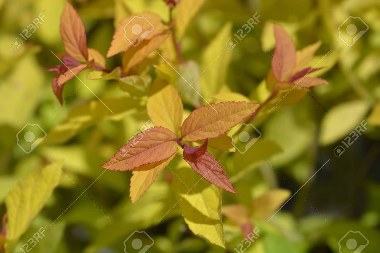 Japanese Spirea Goldflame Leaves Latin Name Spiraea Japonica Goldflame Stock Photo Picture And Royalty Free Image Image Japanese Spirea Goldflame Leaves Latin Name Spiraea Japonica Goldflame Stock Photo Picture And Royalty Free Image Image