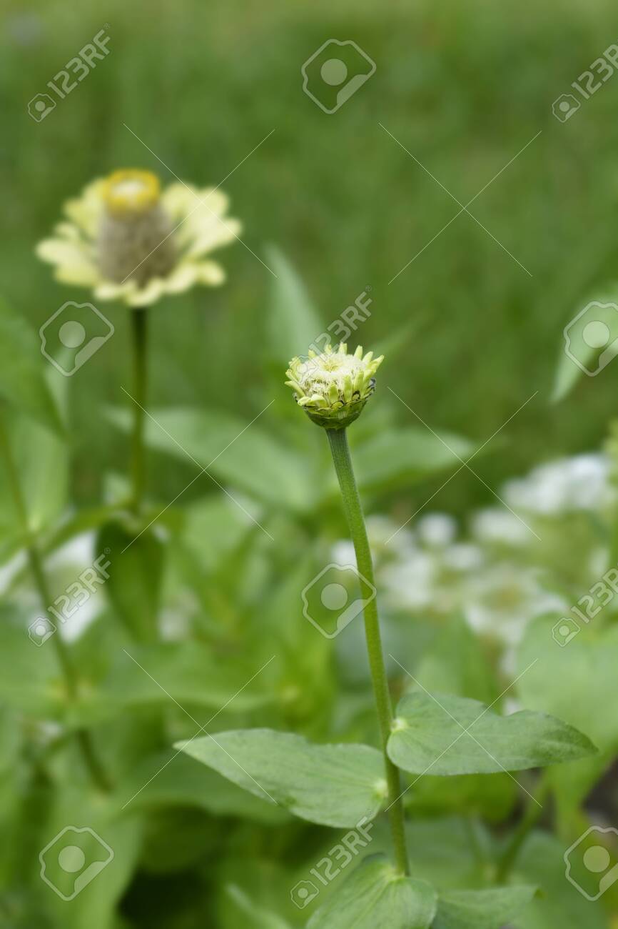 Zinnia Envy Flower Bud - Latin Name - Zinnia Elegans Envy Stock Photo,  Picture and Royalty Free Image. Image 153199625., image size:866x1300
