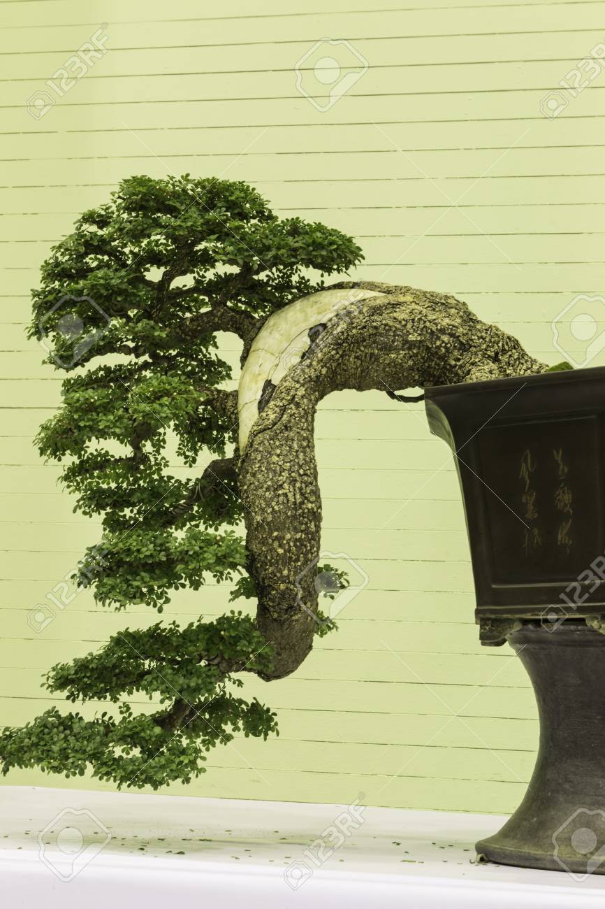 盆栽を楽しいと創意工夫 の写真素材 画像素材 Image