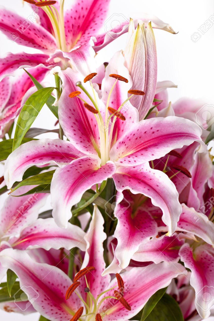 Lily pink twitter