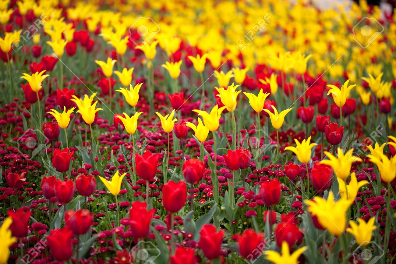Brillantes Colores Rojo Y Amarillo Flores De Tulipán En Primavera Fotos Retratos Imágenes Y Fotografía De Archivo Libres De Derecho Image 11299295