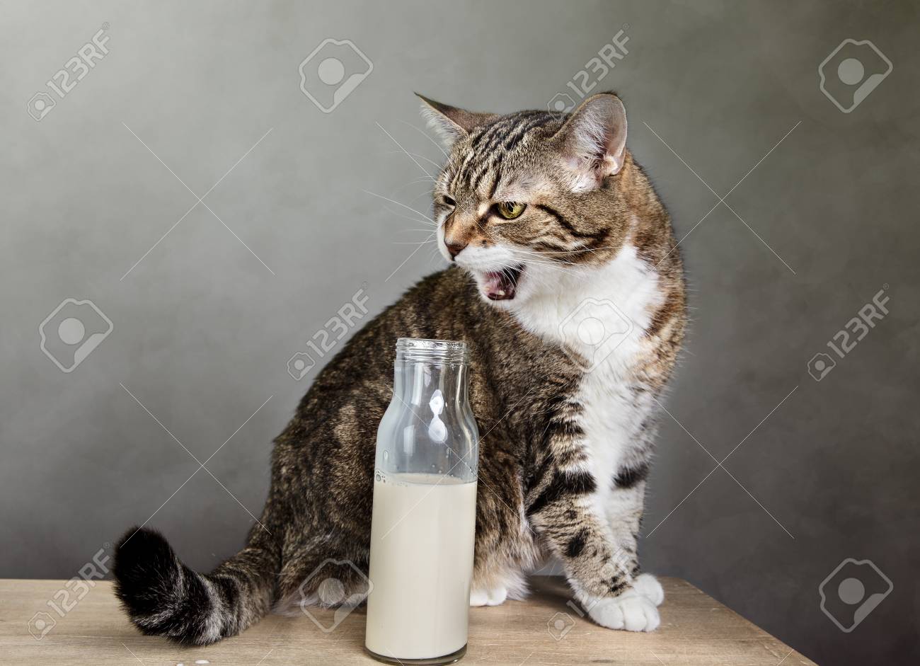 cat with bottle
