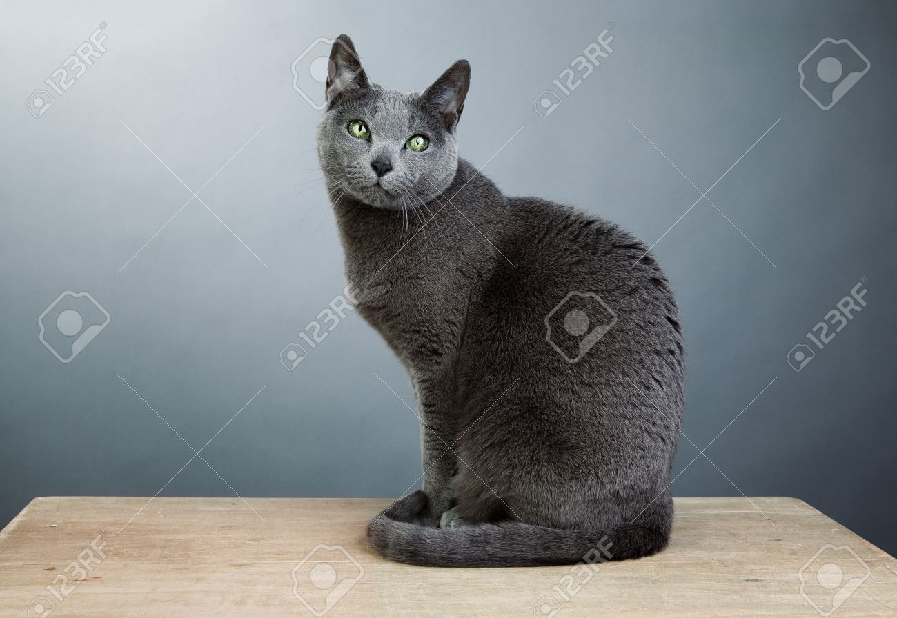 king charles spaniel x poodle