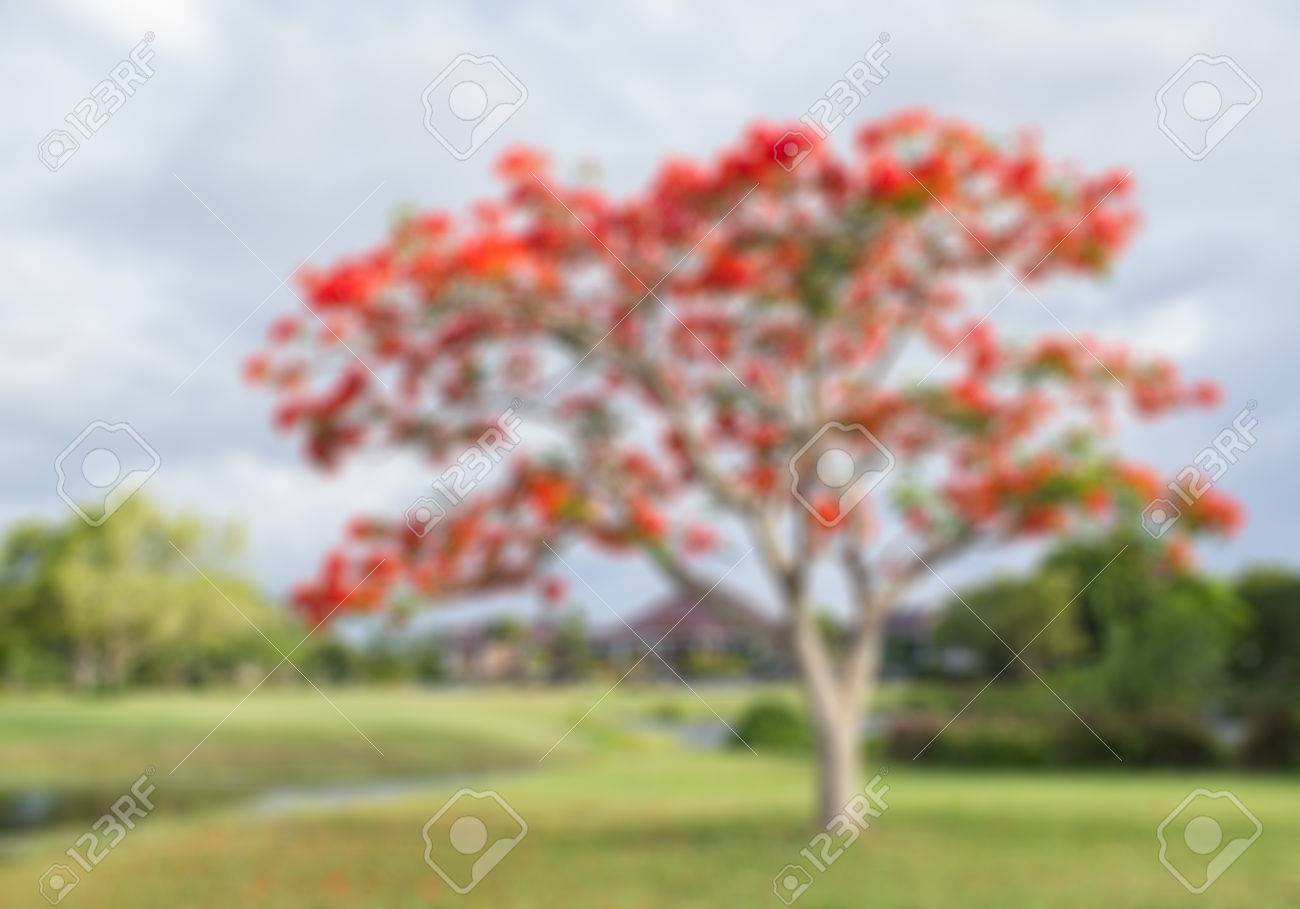 フラム Boyant 火炎樹 ホウオウボク 公園の赤い花と大きな木の写真をぼかし の写真素材 画像素材 Image