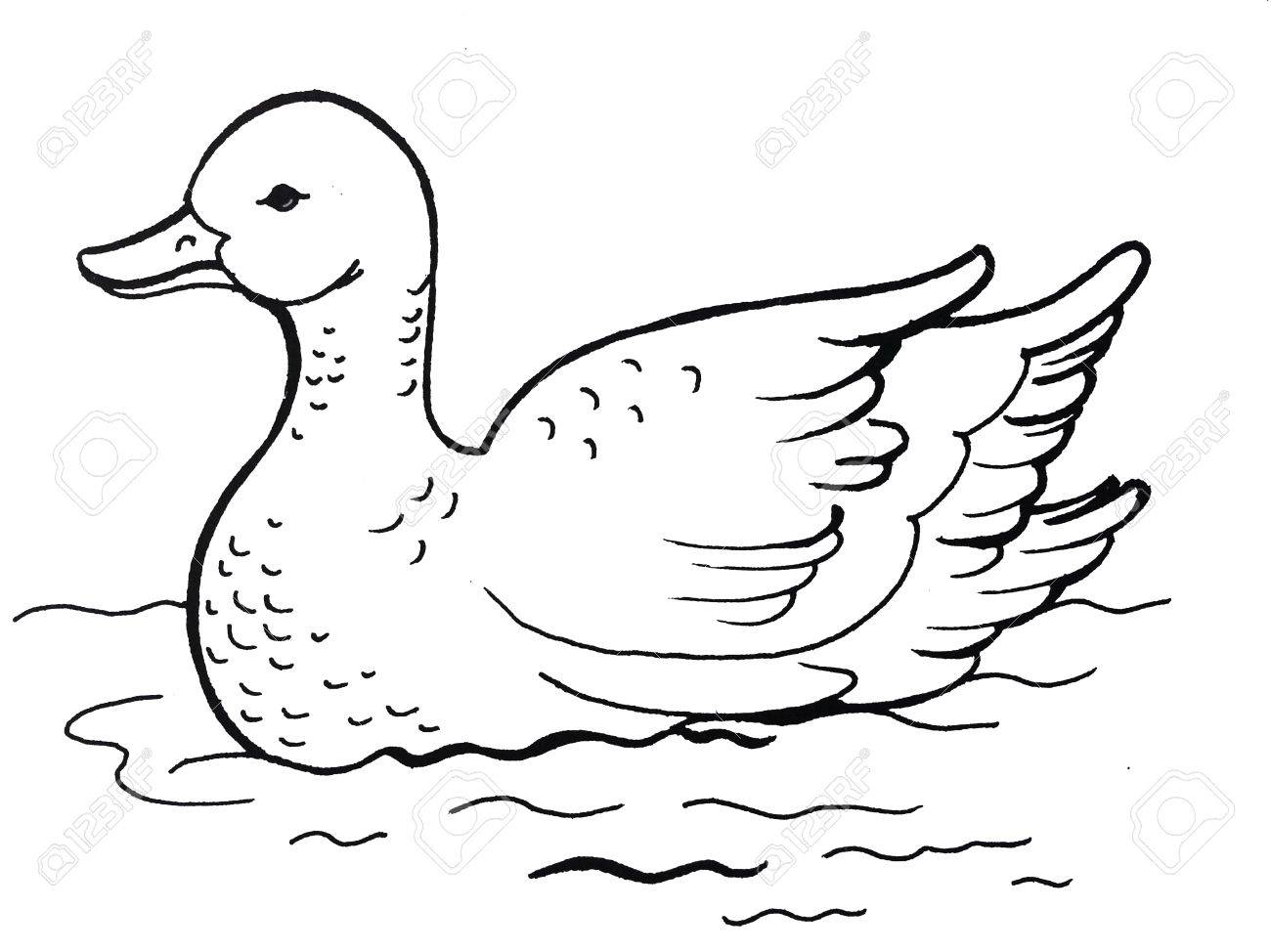 水にアヒルのイラスト の写真素材 画像素材 Image 85327840