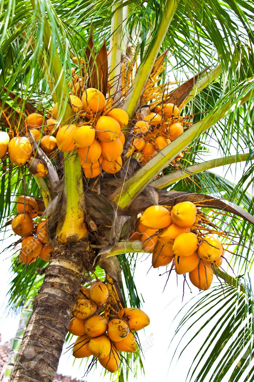 ココナッツヤシの木 の写真素材 画像素材 Image