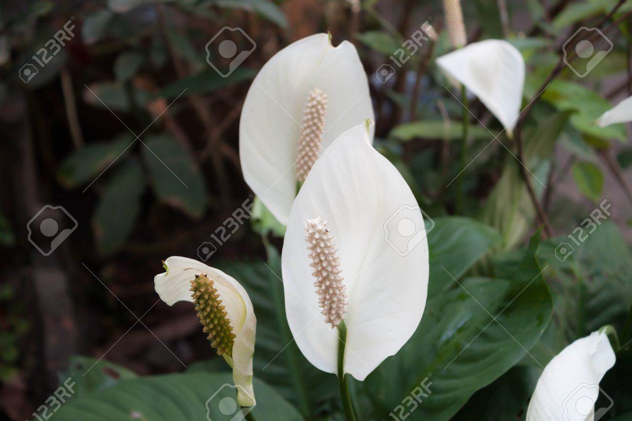 Beautiful white spathiphyllum flower Peace Lily in garden - 18763090 Beautiful white spathiphyllum flower Peace Lily in garden - 18763090
