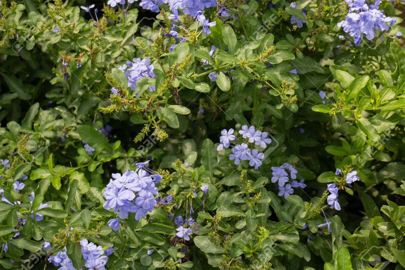 Hanging flower plant pot in garden, stock photo - 168400218 Hanging flower plant pot in garden, stock photo - 168400218