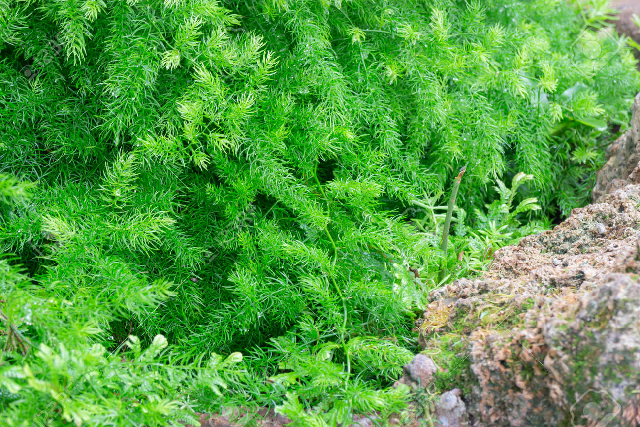 Tropical green surroundings in outdoor garden, stock photo - 168400211 Tropical green surroundings in outdoor garden, stock photo - 168400211