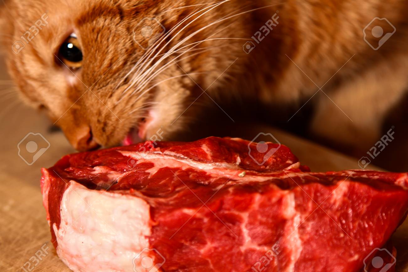 cat eating steak