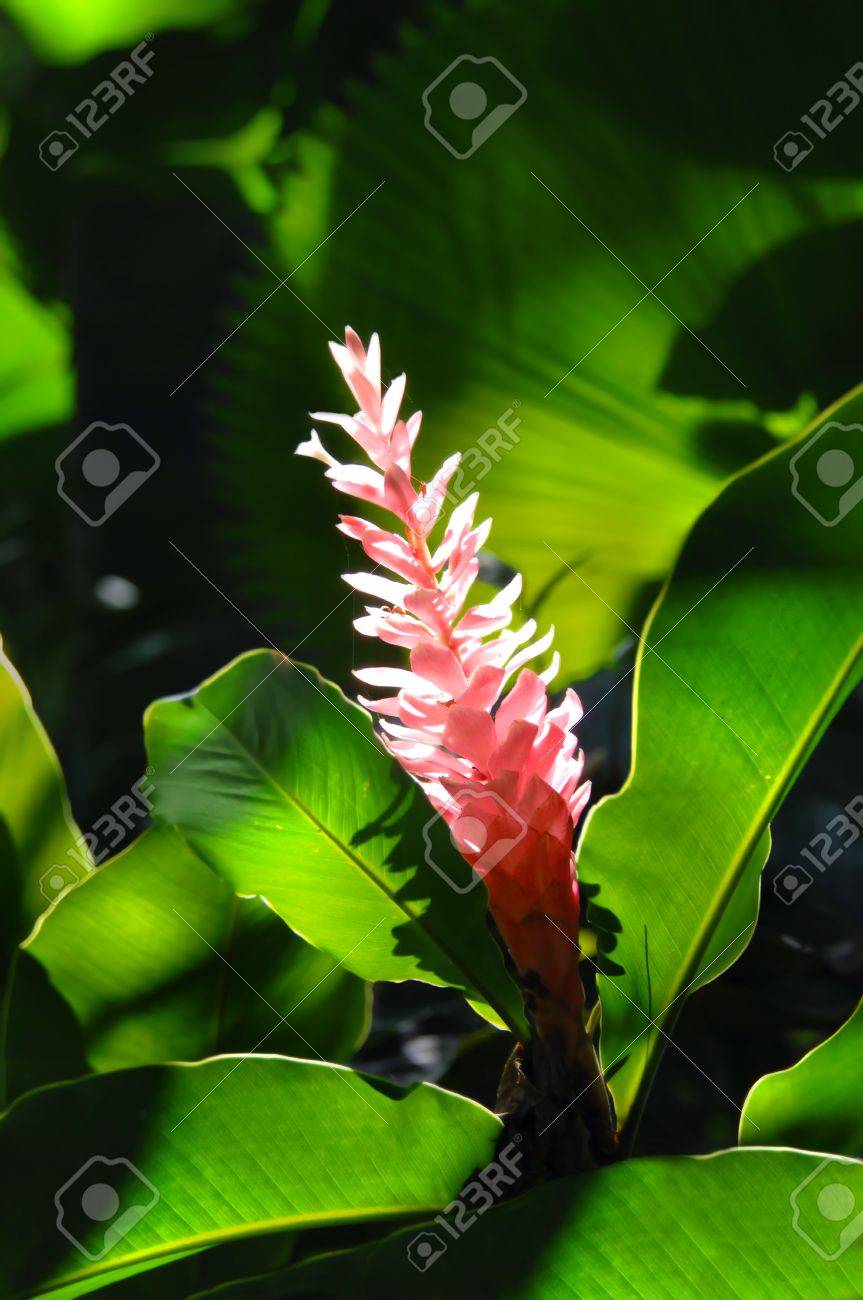 ハワイのビッグアイランドのハワイ熱帯間東ガーデンでフィルター処理された日光ピンク ジンジャー光彩の単一茎 の写真素材 画像素材 Image