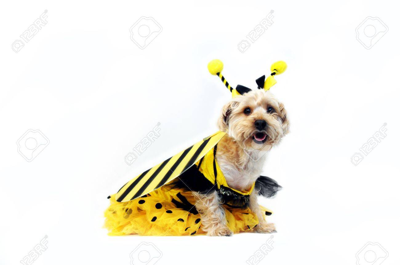 Silkypoo wears a bumble bee costume for a costume contest. His costume comes complete with wings and head band, antennes. - 14861614 Silkypoo wears a bumble bee costume for a costume contest. His costume comes complete with wings and head band, antennes. - 14861614