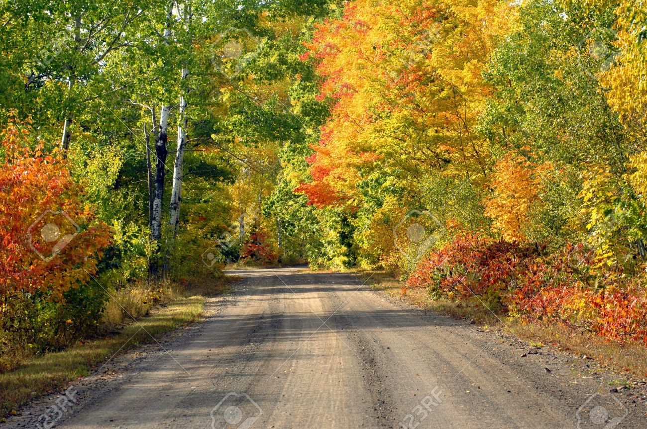 One lane dirt road disappears into the distance on this tree lined logging road in the upper penninsula of Michigan. Brilliant yellow and orange trees at peak color fill the fall woods with brilliant color. - 14865764 One lane dirt road disappears into the distance on this tree lined logging road in the upper penninsula of Michigan. Brilliant yellow and orange trees at peak color fill the fall woods with brilliant color. - 14865764