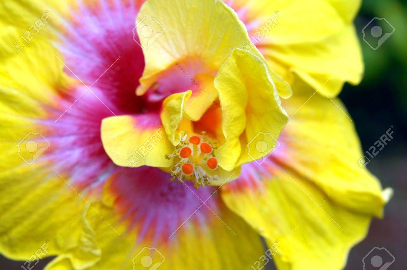 ハワイ島の黄色とピンクのハイビスカスの花を特大しました 画像は花の中心のクローズ アップを示しています の写真素材 画像素材 Image