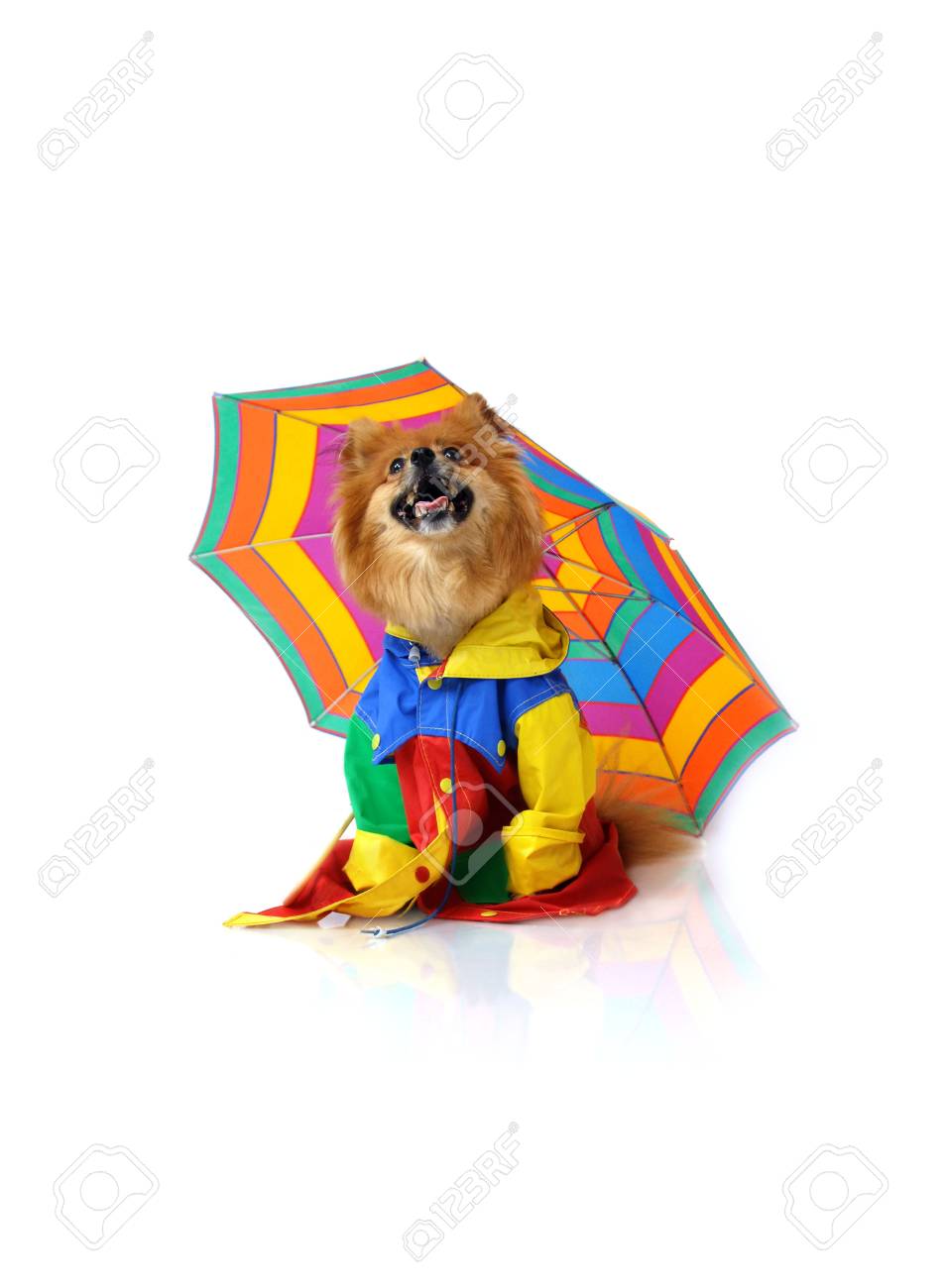 pomeranian raincoat