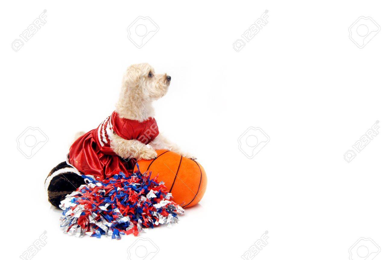 絹のようなうんちチアリーダー制服ぬいぐるみ オレンジのバスケット ボールを保持し 彼女の足元にぬいぐるみサッカー ポンポン Poms レイに座っている服を着た彼女は彼女のチームは 2 つの得点を見ています の写真素材 画像素材 Image