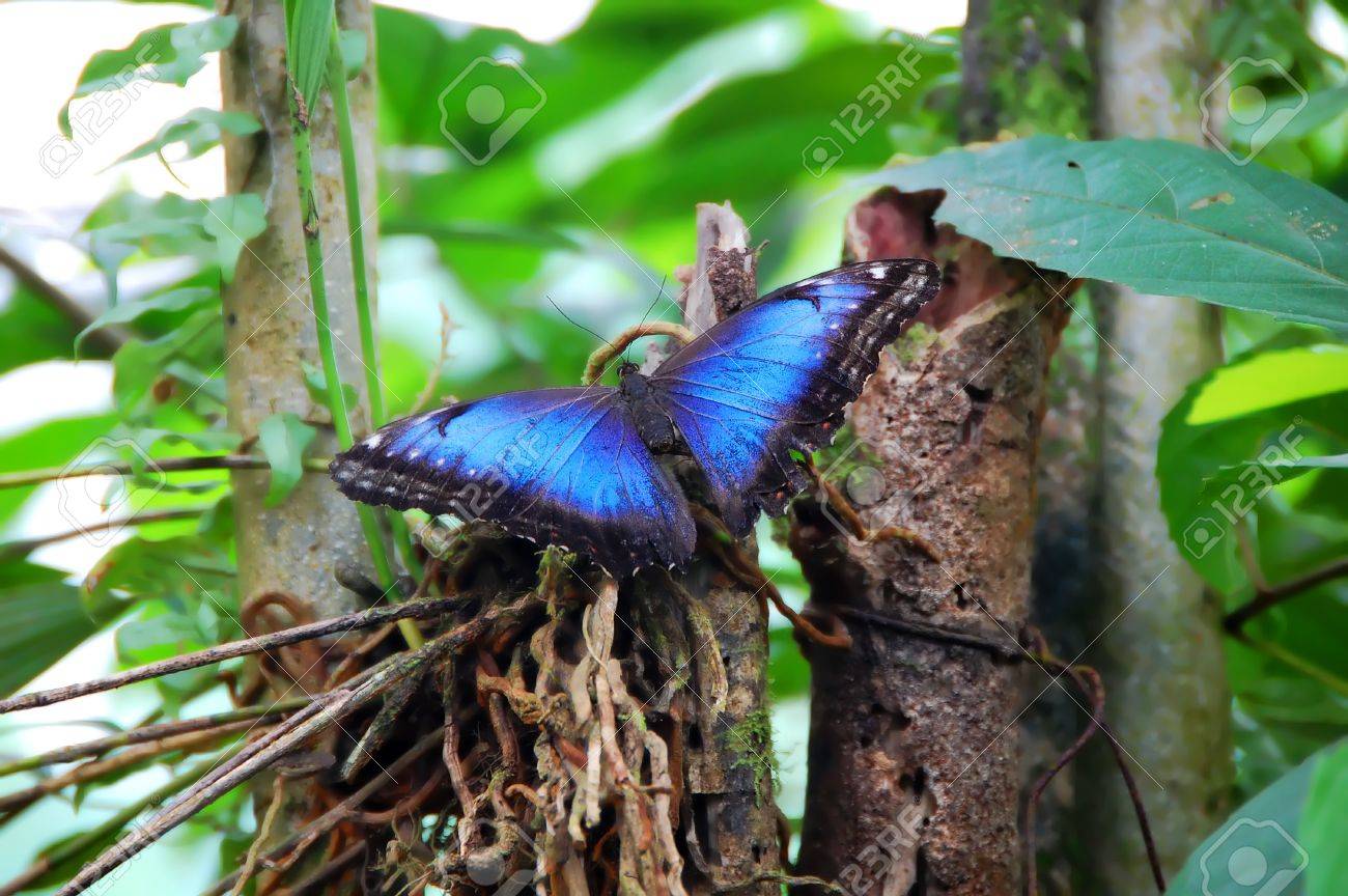 Blue Morpho Butterfly Spreads Its Wings On Foliage In A Tropical Rainforest  In Costa Rica. Stock Photo, Picture and Royalty Free Image. Image 15104355., image size:1300x864