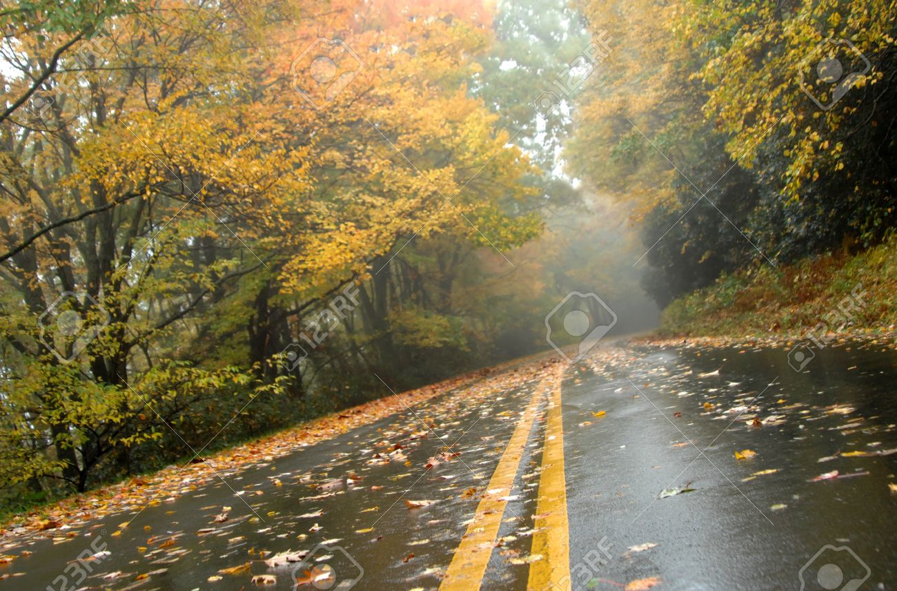 Autumn colors wet road of the Blue Ridge Parkway with gold Road runs through Asheville, North Carolina - 15104574 Autumn colors wet road of the Blue Ridge Parkway with gold Road runs through Asheville, North Carolina - 15104574