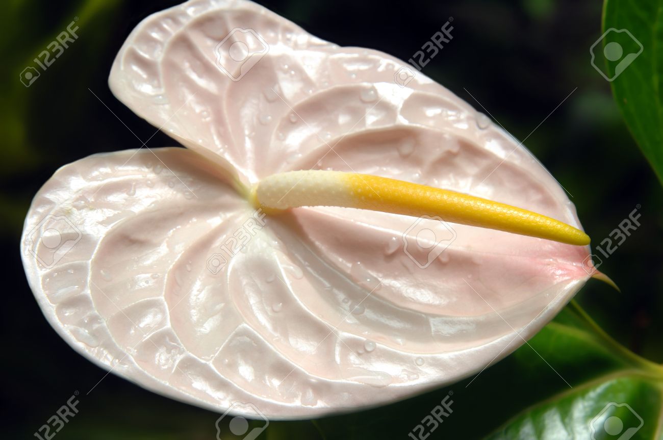 ピンクのハート型のアンスリウム黄色がく片 国立熱帯植物園でハワイ島の花 の写真素材 画像素材 Image