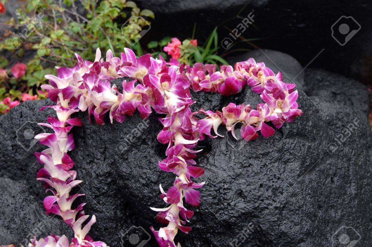 Tourist leaves token offering of orchid lei on black lava stone. Stone is wet and water drops cling to lei. - 15109847 Tourist leaves token offering of orchid lei on black lava stone. Stone is wet and water drops cling to lei. - 15109847