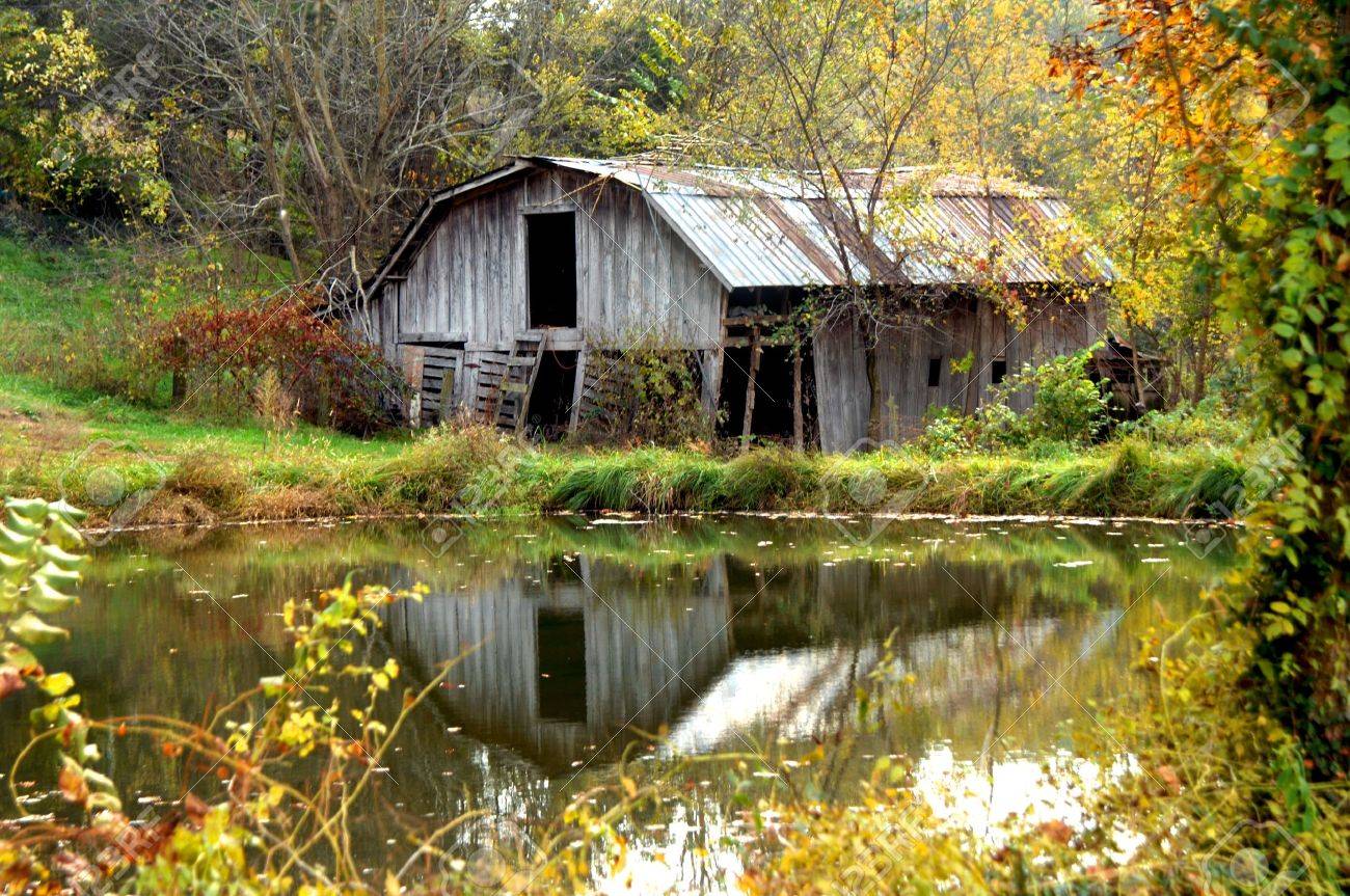 Abandoned wooden barn is reflected in a pond Autumn foliage surrounds pool and barn with gold Weathered wood and tin roof are cracked and in need of repair - 16318606 Abandoned wooden barn is reflected in a pond Autumn foliage surrounds pool and barn with gold Weathered wood and tin roof are cracked and in need of repair - 16318606