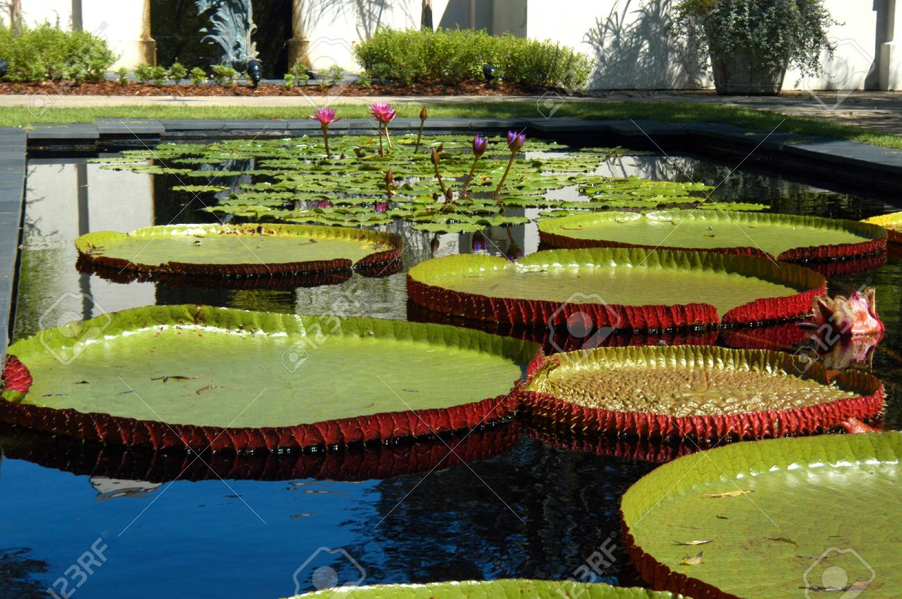 Large Lilly Pads And Water Lillies Thrive In The Birmingham